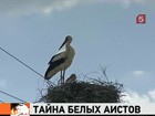 В курском селе поселились сотни аистов