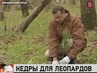 На Дальнем Востоке — День кедра