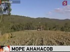 В Австралии из-за наводнения вырос небывалый урожай ананасов