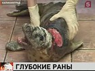 В Калининграде ветеринарам подбросили 3-месячного тюлененка