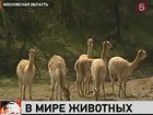 Идеальный мир, где люди говорят с животными на их языке, существует — в Подмосковье