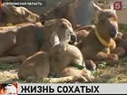 У лосей из Костромской области — настоящий беби-бум