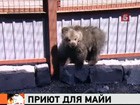 На Камчатке выхаживают четырехмесячного медвежонка Майю