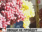 Роспотребнадзор ввёл запрет на ввоз всех свежих овощей из Евросоюза — еврокомиссия против