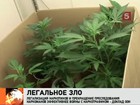 Эксперты ООН предлагают легализовать лёгкие наркотики во всём мире