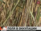 На юге России — нашествие саранчи