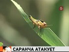 Юг России оккупирован саранчой