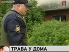 В Екатеринбурге все разрастается конопля