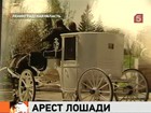 В усадьбе Марьино Ленинградской области арестовали лошадь