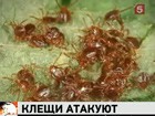 За  Уралом  нашествие энцефалитных клещей