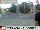 В эстонском Тарту движение транспорта нарушили страусы