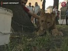 Львицу Донну, обнаруженную запертой в микроавтобусе в самом центре Петербурга, ветеринары отправили на карантин.