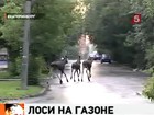 В центре Екатеринбурга спасатели ловят лосей