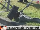 В австралийском городе Кернс сегодня был замечен, а затем схвачен необычный прохожий