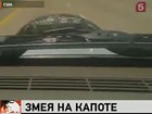 «Змея на капоте» — видео от американской автолюбительницы бьет рекорды в Интернете