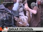 В Хабаровский край за недавно пойманной тигрицей приехали специалисты из Москвы