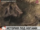 В Калининградской области откопали останки всадника, его гигантских коней и древней девушки