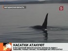 На Дальнем Востоке касатки стали нападать на лодки с людьми