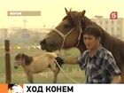 В Якутии вывели новую породу лошадей