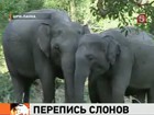 В Шри-Ланке полным ходом идет перепись слонов