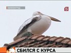 Калининградцы очень удивились, обнаружив на крыше пеликана