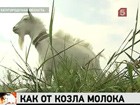 Дойный козёл живёт в Белгородской области