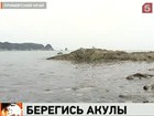 Четырёхметровую акулу видели у побережья острова Русский