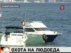 В Приморском крае объявлена охота на акул