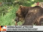 Камчатские медведи нападают на  людей