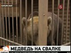 Защитники животных пытаются спасти медведя, доживающего свой век на свалке