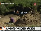 Под  Петербургом  морковь растёт на грядках с древностями