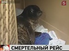 В Приморье расследуют массовую гибель морских котиков