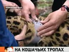 На Дальнем Востоке спасают диких леопардов