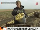 Отправка на "картошку" стала делом добровольным