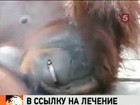 Орангутанг Ширли много курит. Его отправят на реабилитацию