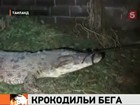Несколько тысяч крокодилов сбежали с разрушенной наводнением фермы в Таиланде