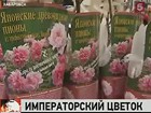 В Хабаровске посадили императорский цветок