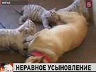 В китайском заповеднике собака усыновила тигрят