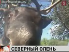 В Нижегородской области прижился северный олень