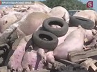 На Кубани — вспышка африканской чумы свиней