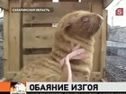 На Сахалине живёт тюленёнок с  голубыми глазами