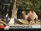 Ставропольским спасателям пришлось ловить беглого верблюда