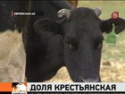 Австралийские коровы массово умирают в России