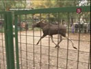 В Нижнем Новгороде спасатели больше десяти часов ловили лосиху