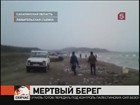 Несколько тонн рыбы выбросило на побережье Сахалина