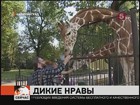 В Калининграде оплошность работников зоопарка обернулась сценой ужаса для посетителей