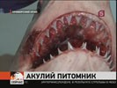 Приморье может стать излюбленным местом обитания белых акул