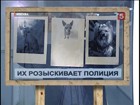 Новый криминальный промысел: похищают элитных собак и требуют выкуп