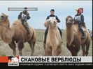 В Астраханской области прошли верблюжьи бега