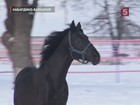 Древнейшую породу лошадей — кабардинскую — возродят в Нальчике